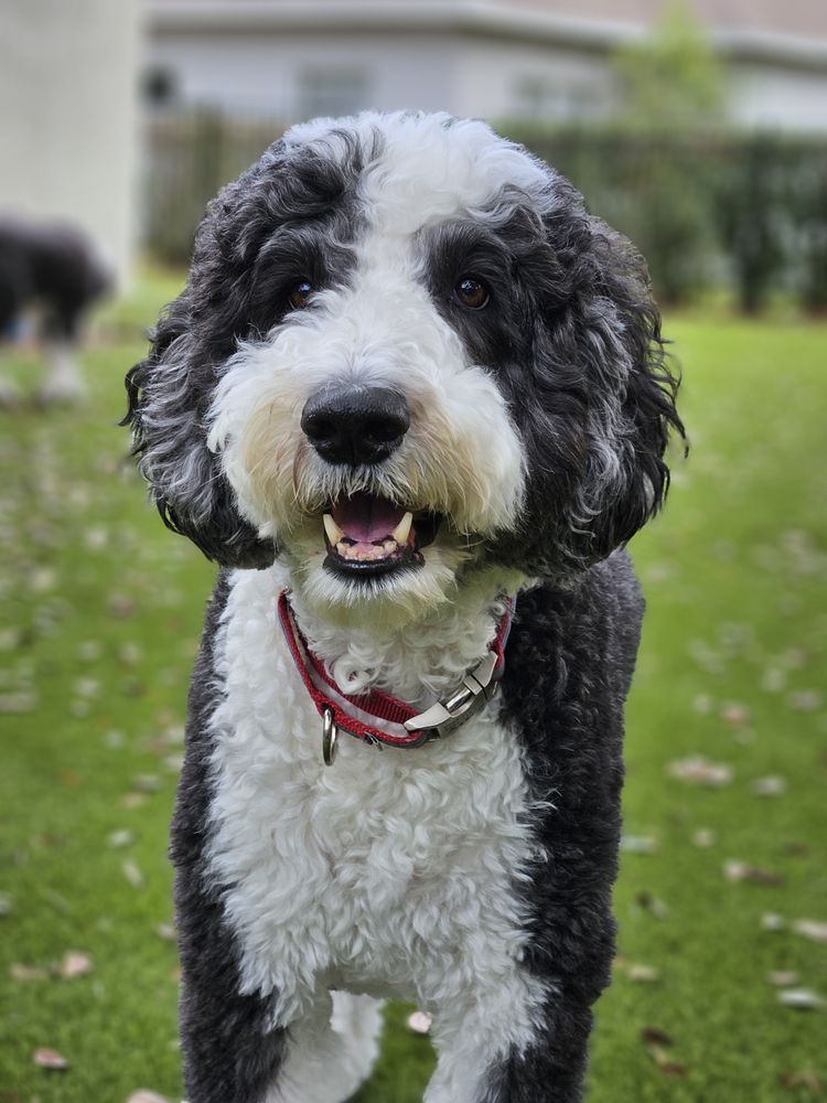4 The Love of Pets Image