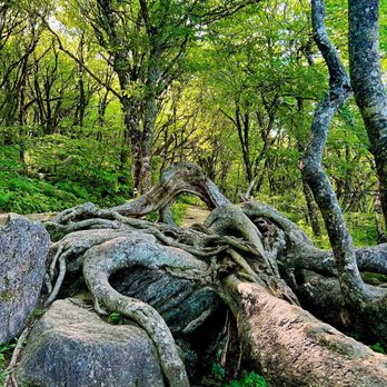 Craggy Pinnacle Trail - Hiking Near Me - Cherokee, North Carolina
