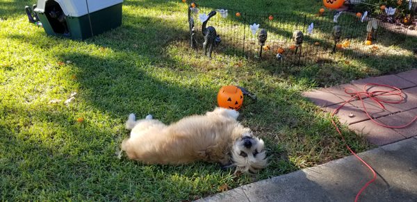 Denton Animal Hospital