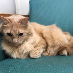 Extendicare Beacon Hill Long-Term Care Home - "Gizzy" the resident kitty