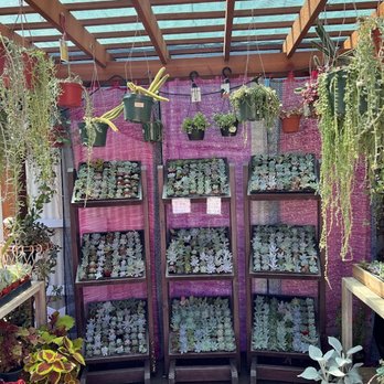 Tansy - Home Decor Near Me - Burbank, California