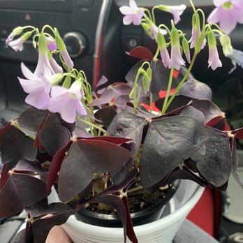 Logan's Garden Shop - Oxalis triangularis - Nurseries & Gardening Near Me - Raleigh, North Carolina