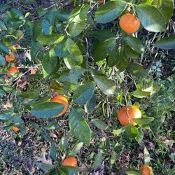 Troy’s Orange Picking - Yummy Tangerines