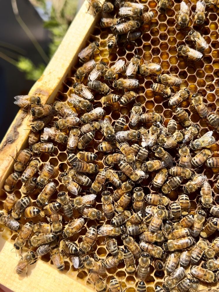 Oak Cliff Bee Company - beekeeping in Dallas, TX