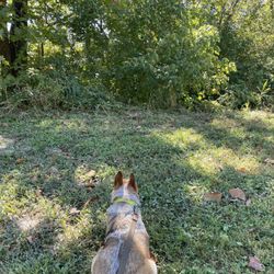 Lamborne Blvd Trailhead