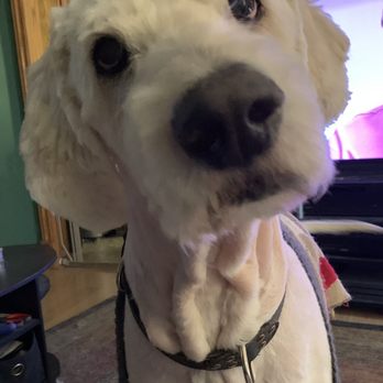 PetSmart - This is how he would normally look. - Pet Training Near Me - Jackson, Michigan