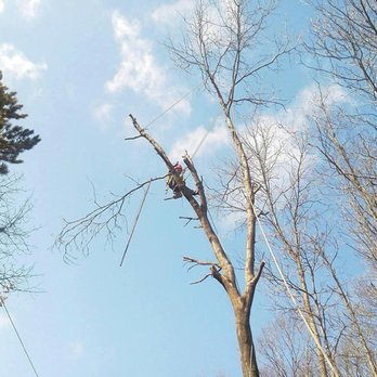 Astorino's Tree Service - Tree Services Near Me