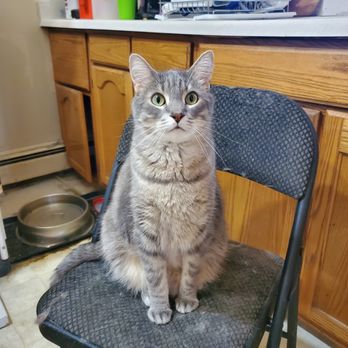 Camden Pet Hospital - Veterinarians Near Me - Minneapolis, Minnesota
