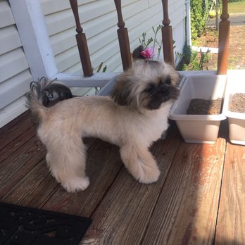 Magic Paws - Before and after - Pet Groomers Near Me - West Babylon, New York