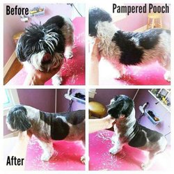 Pampered Pooch