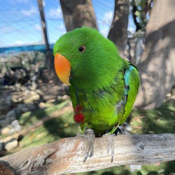 Free Flight - Animal Shelters Near Me - Del Mar, California Free Flight - Animal Shelters Near Me - Del Mar, California