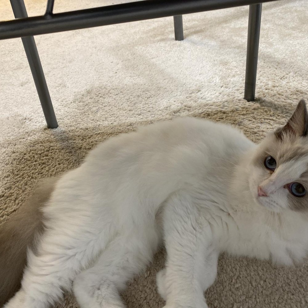 Ragdolljjsweeti - Pet Breeders Near Me Ragdolljjsweeti - Pet Breeders Near Me