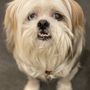 Photo of Alex the Happy Dog Grooming