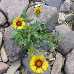 Canyon RV Campground & Cabins - Montana wildflowers