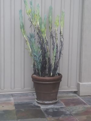 Inn At Sonoma, A Four Sisters Inn by null