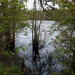 Beech Forest Trail - Leprosy Pond. Kidding. I love nature