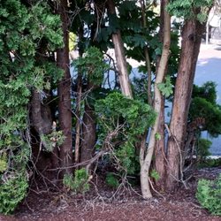 Bertolucci Management - Vine leaf maples have invaded the arborvitae.