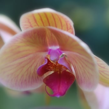 Chicago Botanic Garden - The orchid show February 2016 - Botanical Gardens Near Me - Glencoe, Illinois