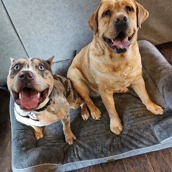 Pawsitive PAC Creations Dog Training - Pet Training Near Me - littleton, Colorado Pawsitive PAC Creations Dog Training - Pet Training Near Me - littleton, Colorado