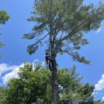 Dutil Tree - Tree Services Near Me