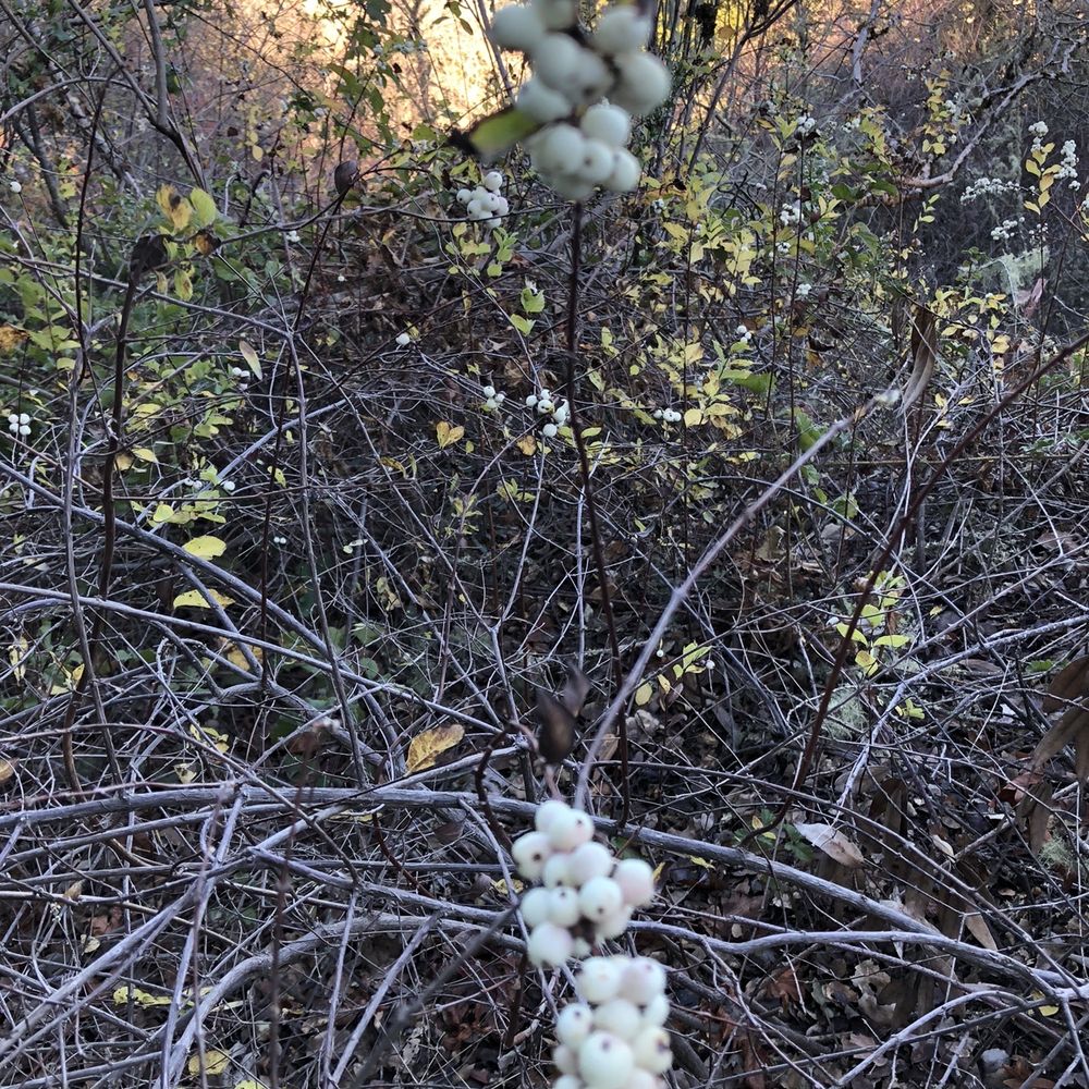 Coal Creek Open Space Preserve - Snow berry 12.19.20 - Parks Near Me - San Mateo, California Coal Creek Open Space Preserve - Snow berry 12.19.20 - Parks Near Me - San Mateo, California