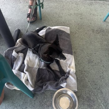 Cape Cod Fish - Water bowl for our spoiled pup - Seafood Near Me - Fort Myers, Florida