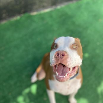 Milo's Daycare & Boarding - Rocky is such a happy boy! - Pet Groomers Near Me Milo's Daycare & Boarding - Rocky is such a happy boy! - Pet Groomers Near Me