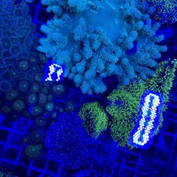 Sea King Aquariums - Corals