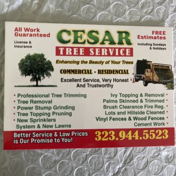 Cesar Tree Service - Tree Services Near Me Cesar Tree Service - Tree Services Near Me