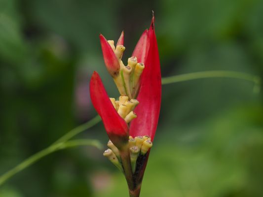 Mauna Loa Macadamia Nut Visitor Center by null