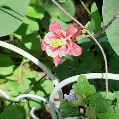 Kó-fē House by null