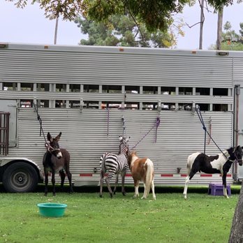 Giddy Up Ranch - Horseback Riding Near Me - Phelan, California