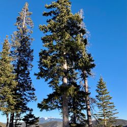 AA Taos Ski Valley Wilderness Adventures - Going up through the Carson National Forest