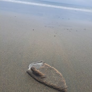 Drakes Beach - Shedded skin from an elephant seal - Beaches Near Me - Point Reyes Station, California Drakes Beach - Shedded skin from an elephant seal - Beaches Near Me - Point Reyes Station, California