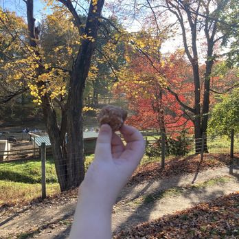 Old Cider Mill - Apple fritters! - Farmers Market Near Me - Glastonbury, Connecticut