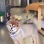 Photo of Doggie Stylez
