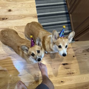 2 Pawz Up Barkery - The birthday pups! - Pet Stores Near Me - Boise, Idaho