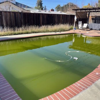 Flotta Pool Service - Before - algae issue - Pool Cleaners Near Me