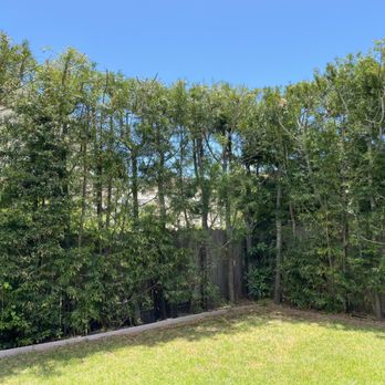 Nick's Tree Service - The after with everything trimmed up nicely! - Tree Services Near Me