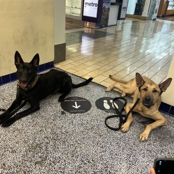 Nature & Nurture K9 - Pet Training Near Me Nature & Nurture K9 - Pet Training Near Me