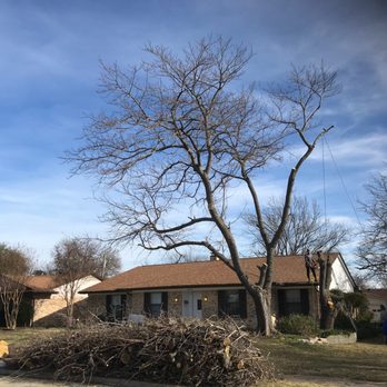 Texas LawnTree - Tree Services Near Me Texas LawnTree - Tree Services Near Me