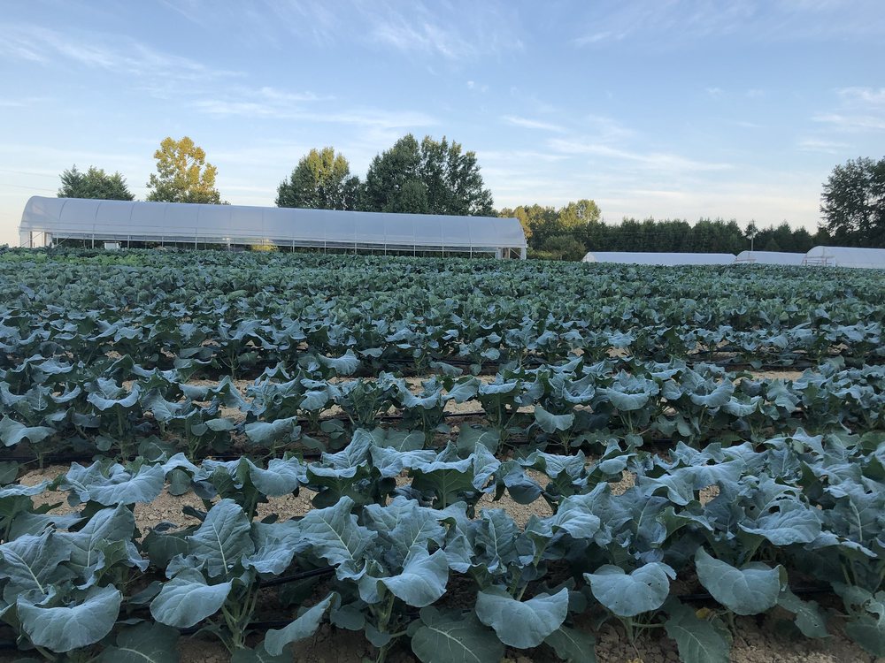Elysian Fields Farm Logo