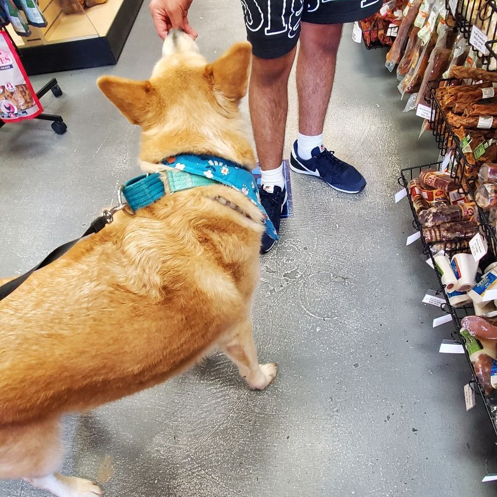 Pacific Coast Pets - Owner or employee? Was super nice to my dog and made us felt comfortable - Pet Stores Near Me - Malibu, California Pacific Coast Pets - Owner or employee? Was super nice to my dog and made us felt comfortable - Pet Stores Near Me - Malibu, California