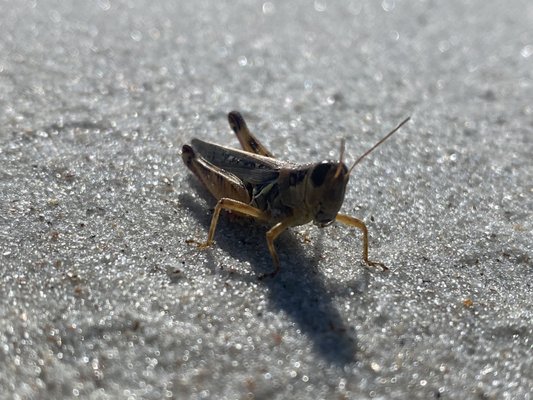 Anastasia State Park by null