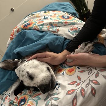 VEG ER for Pets - goodbye my beautiful boy. we love you forever. - Emergency Pet Hospital Near Me - Houston, Texas
