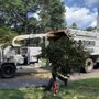 Photo of Dogwood Tree Service