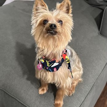 Pampered Pet Grooming & Spa - Pet Groomers Near Me - Tracy, California