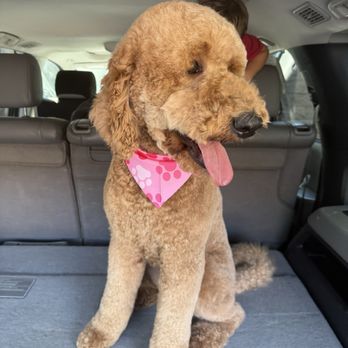 The Rich Groomer - Pet Groomers Near Me - Sacramento, California
