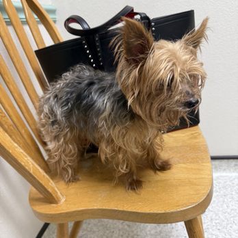 Manor Veterinary Hospital PC - Bam - Veterinarians Near Me - Manor, Texas Manor Veterinary Hospital PC - Bam - Veterinarians Near Me - Manor, Texas