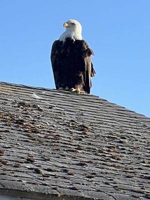 Billy Frank Jr. Nisqually National Wildlife Refuge by null